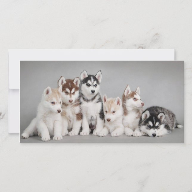 Cute Husky Puppies (Front)