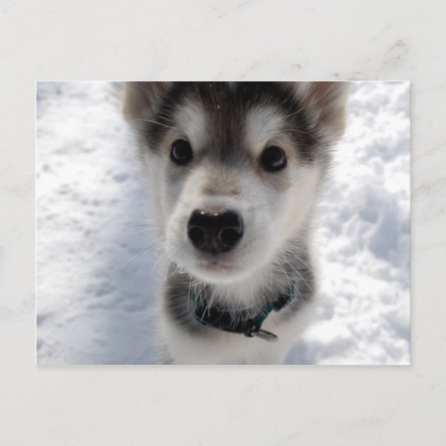 Cute husky puppy colour photograph postcard (Front)