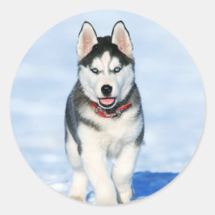 Cute Husky Puppy Dog Classic Round Sticker