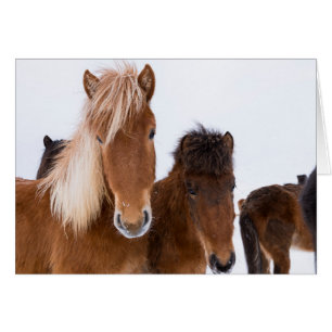 Cute Icelandic Horses Together