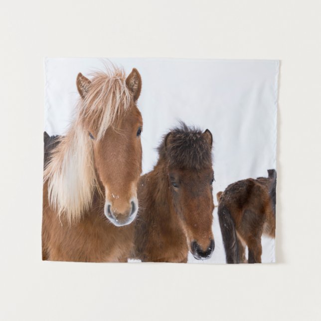 Cute Icelandic Horses Together Tapestry (Front (Horizontal))