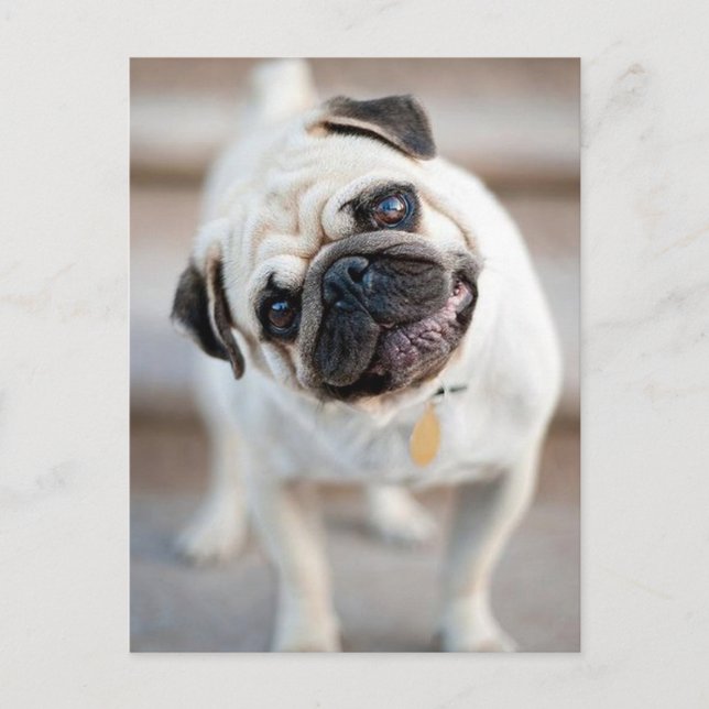 Cute Inquisitive Pug Design Postcard (Front)