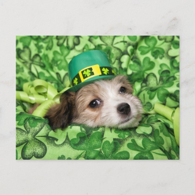 Cute Irish Puppy Background  Holiday Postcard (Front)