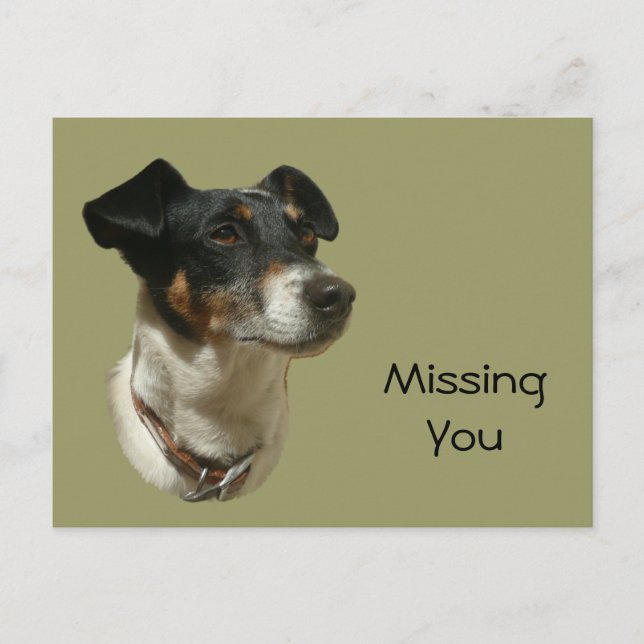 Cute Jack Russell Dog Postcard (Front)