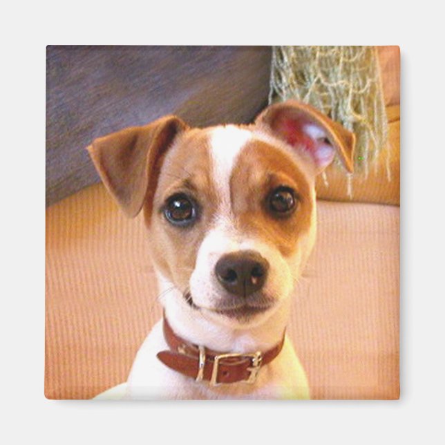 Cute Jack Russell Terrier magnet (Front)