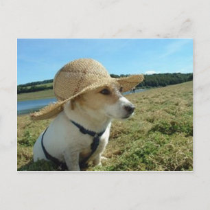 Cute Jack Russell wearing a sun hat in field Postcard