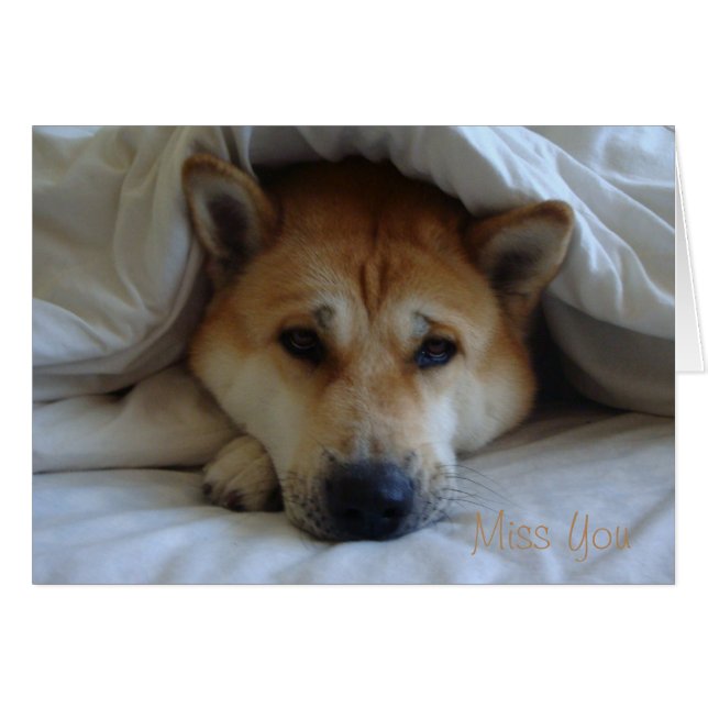 Cute japaneses akita sous couvertures de lit (Devant horizontal)