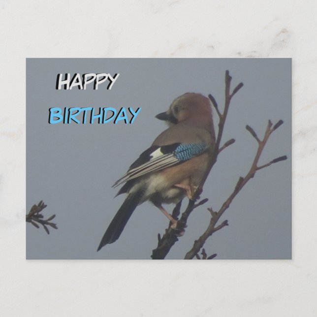 Cute Jay in Tree Happy Birthday Postcard (Front)