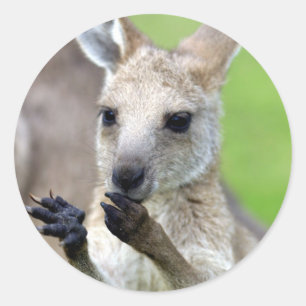 Cute joey kangaroo classic round sticker