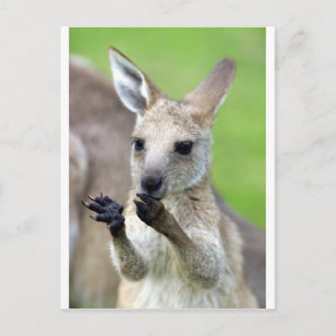 Cute joey kangaroo postcard