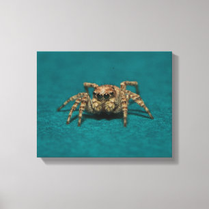 Cute Jumping Spider Photo Canvas Print