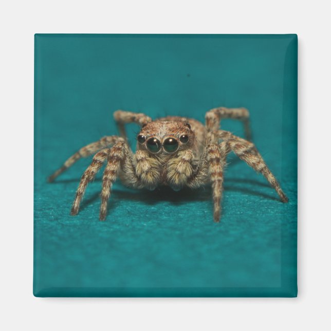 Cute Jumping Spider Photo Magnet (Front)