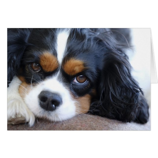 Cute King Charles Spaniel Dog (Front Horizontal)