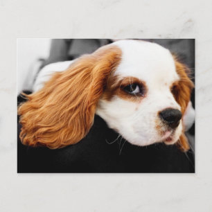 Cute King Charles Spaniel Postcard