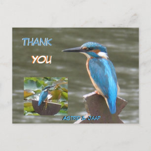 Cute Kingfish Cust. Carte postale Merci