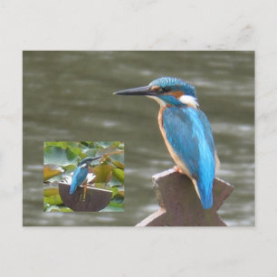 Cute Kingfish do-it-yourself Carte postale