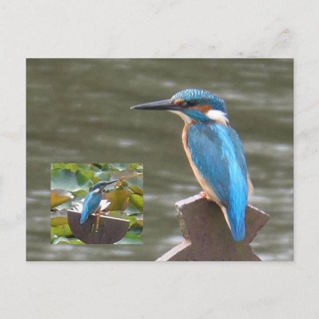 Cute Kingfish do-it-yourself Carte postale (Devant)