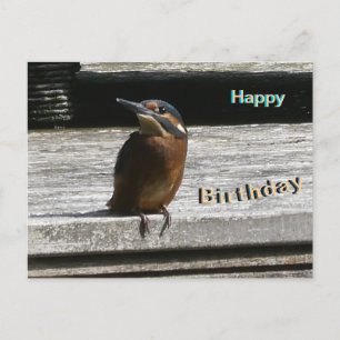Cute Kingfisher Fermer Bonne Carte postale Anniver