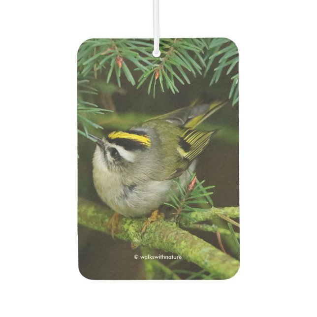 Cute Kinglet Songbird Causes Stir in the Fir Air Freshener (Front)