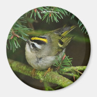 Cute Kinglet Songbird Causes Stir in the Fir