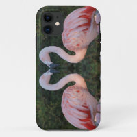 Cute Kissing Flamingo Photography