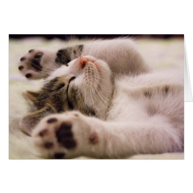 Cute Kitten (Front Horizontal)