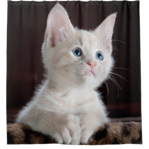 Cute Kitten