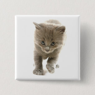cute kitten 2 inch square button