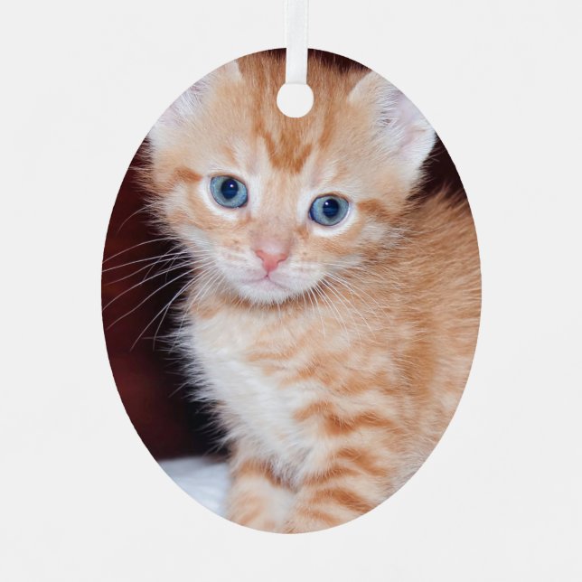 Cute Kitten 2 Photo Vertical Oval Metal Ornament (Front)