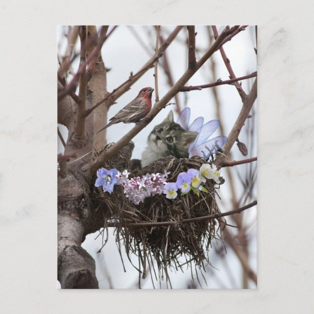 Cute kitten and bird nest Easter postcard (Front)