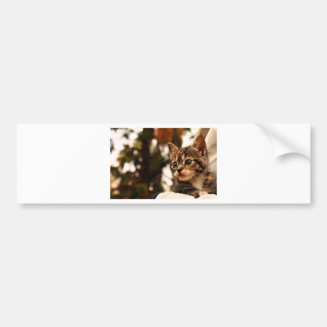 Cute Kitten Bumper Sticker (Front)