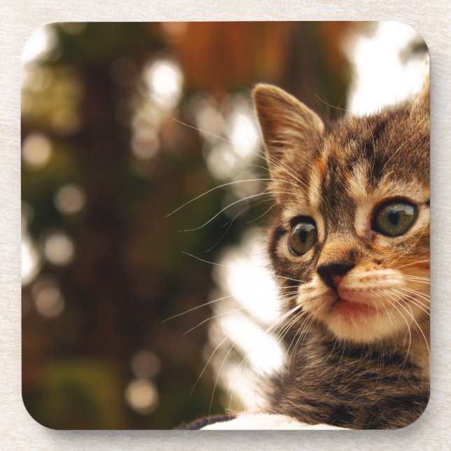 Cute Kitten Coaster (Front)