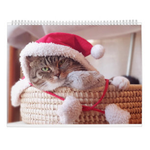 Cute Kitten Funny Kitty Cats Portrait Photo 2025  Calendar