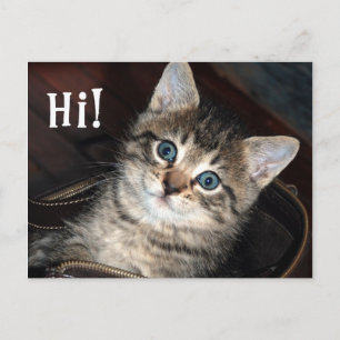 Cute Kitten Hi!  Postcard