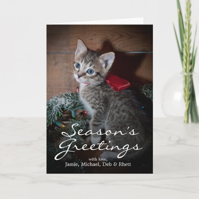 Cute Kitten Holiday Card (Front)