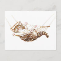 Cute kitten in hammock