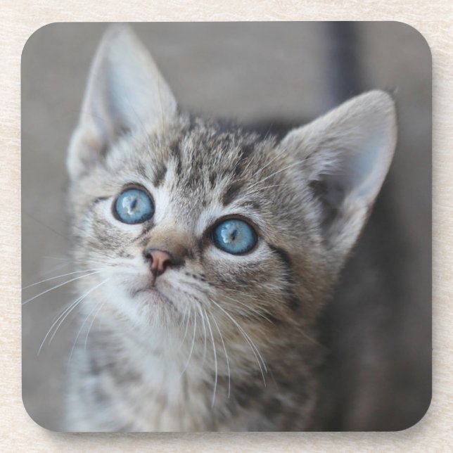Cute Kitten In the Garden Coaster (Front)
