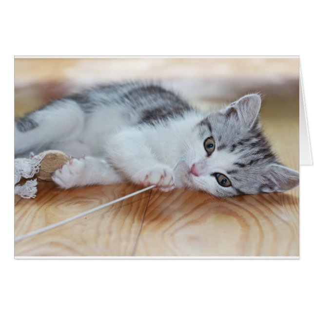 Cute Kitten jouant avec une chaîne (Devant horizontal)