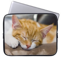Cute Kitten