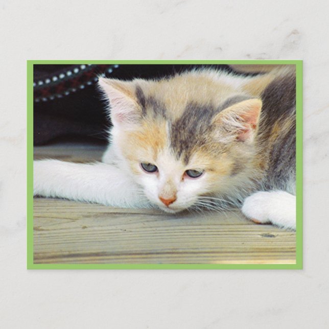 Cute Kitten Laying On Floor With Sad Face Postcard (Front)