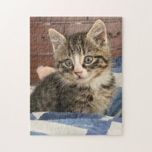 Cute Kitten   Leave this Pic or Add Your Own Jigsaw Puzzle