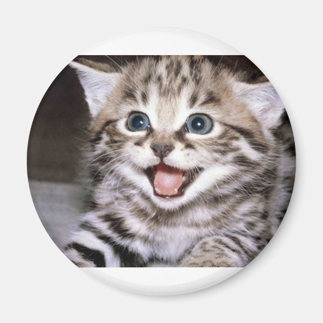 Cute Kitten Magnet (Front)