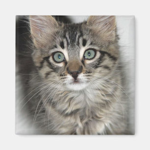 Cute Kitten Magnet