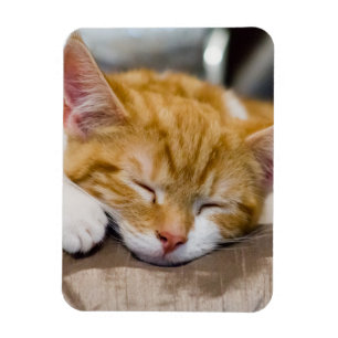 Cute Kitten Magnet