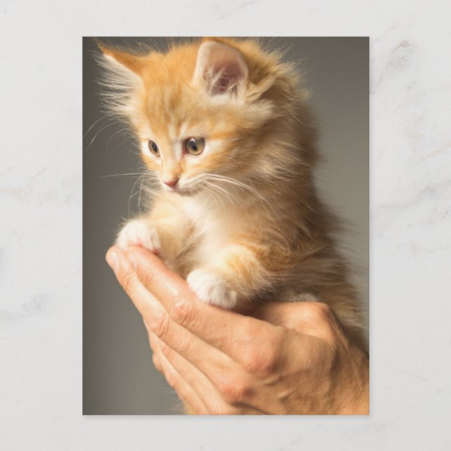 Cute Kitten on hands Postcard (Front)