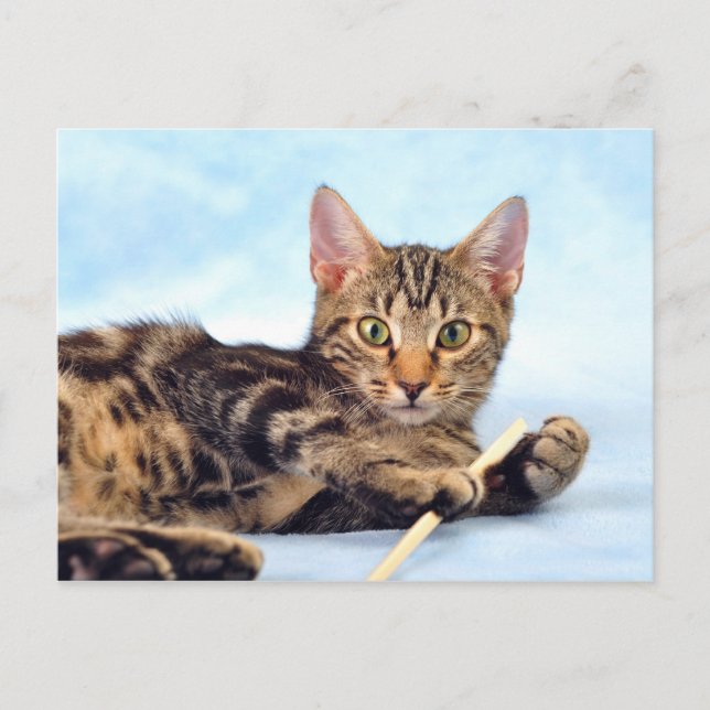 Cute kitten playing postcard (Front)