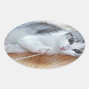Cute Kitten playing with string Oval Sticker