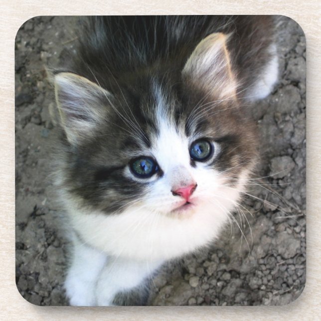 CUTE Kitten Portrait Coaster (Front)