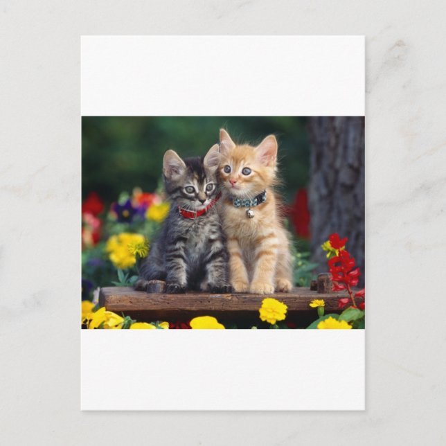 Cute-Kitten Postcard (Front)