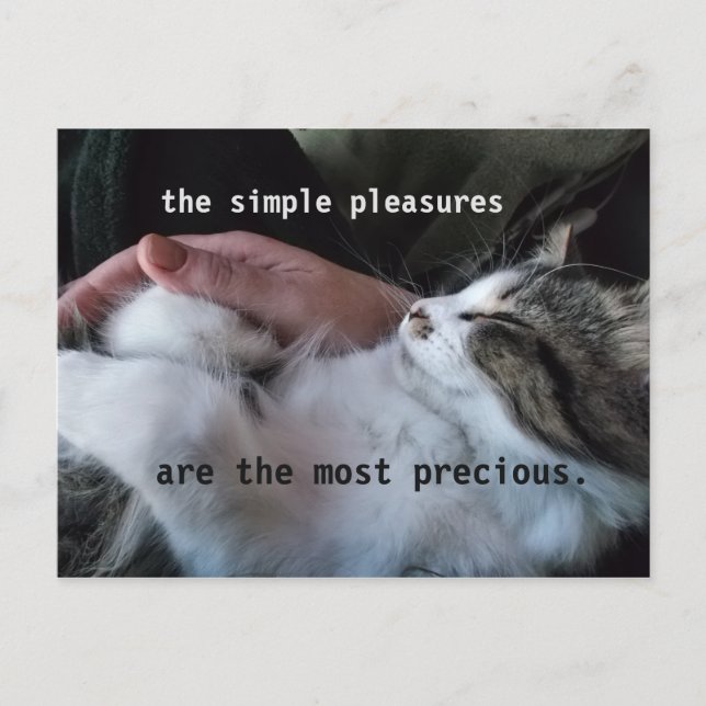 Cute Kitten Quote Simple Pleasures Most Precious Postcard (Front)